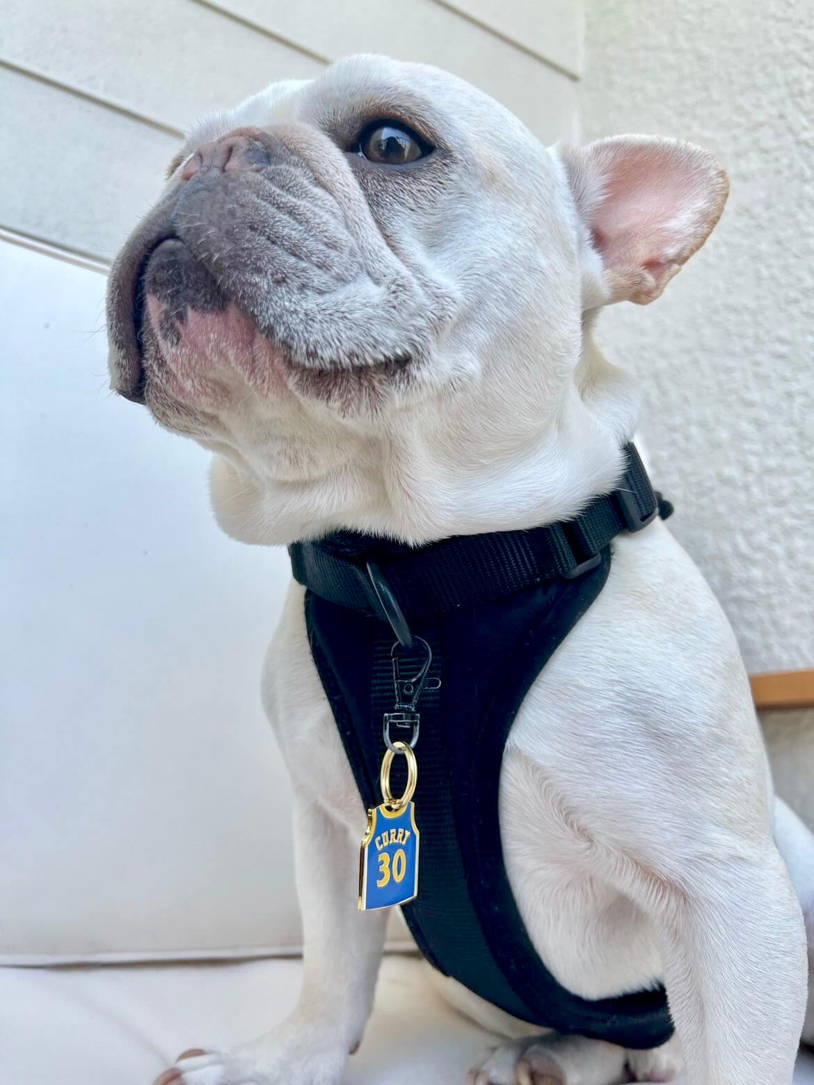 frenchie dog wearing curry warriors pet id tag