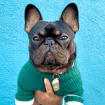 Load image into Gallery viewer, Frenchie French Bulldog wearing Starbucks inspired Pup Cup Collar ID Dog Tag
