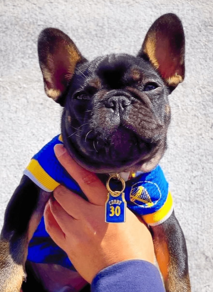 frenchie dog wearing curry warriors pet id tag