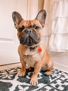 frenchie wearing michael jordan bulls jersey pet id tag on dog collar