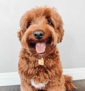 golden doodle wearing mamba jersey pet id tag on dog collar