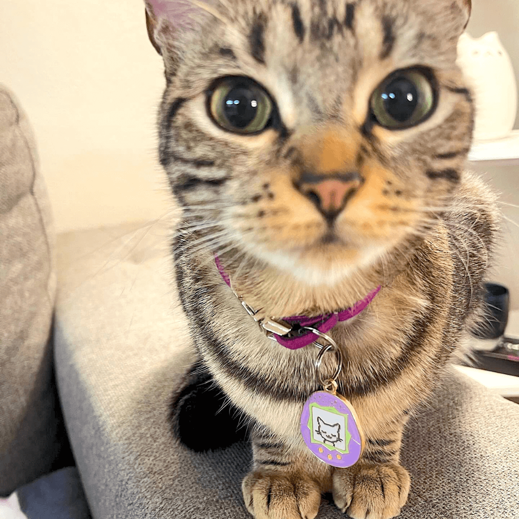 CATAGOTCHI