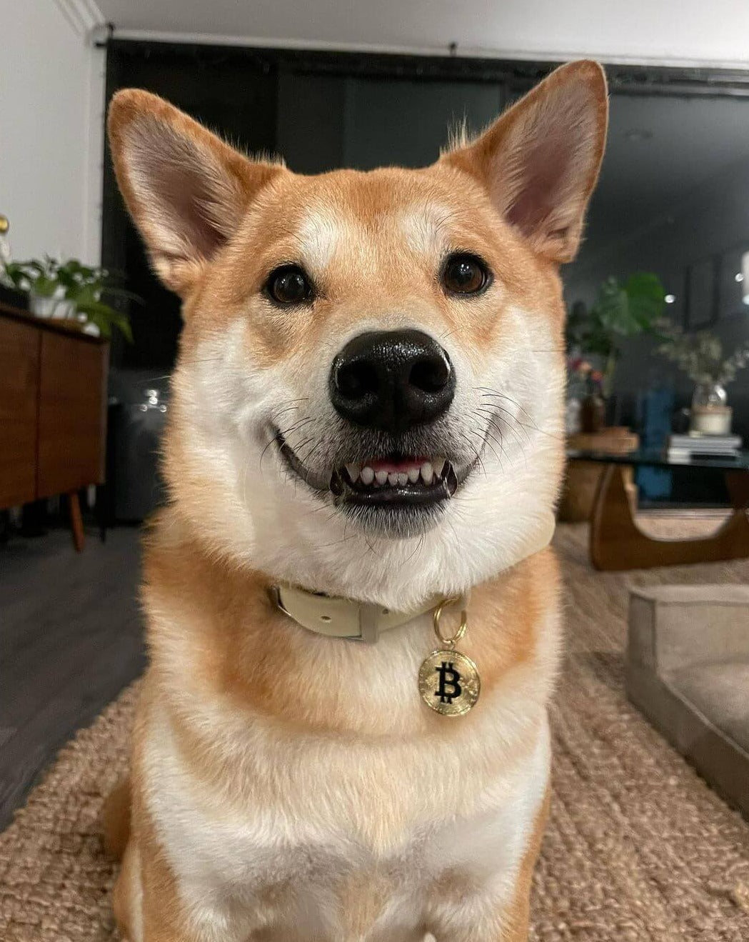 Shibu Inu wearing Bitcoin Dogecoin inspired dog pet ID tag Barkcoin