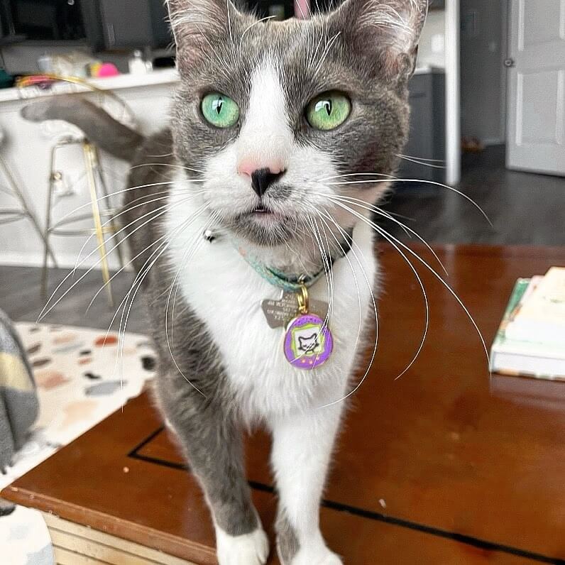 Kitty Cat wearing 90s nostalgia tamagotchi gigapet inspired Pet ID Collar tag