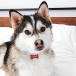 Load image into Gallery viewer, Pomsky Dog Wearing Cartiarf Cartier Love Collection Enamel Pet Tag
