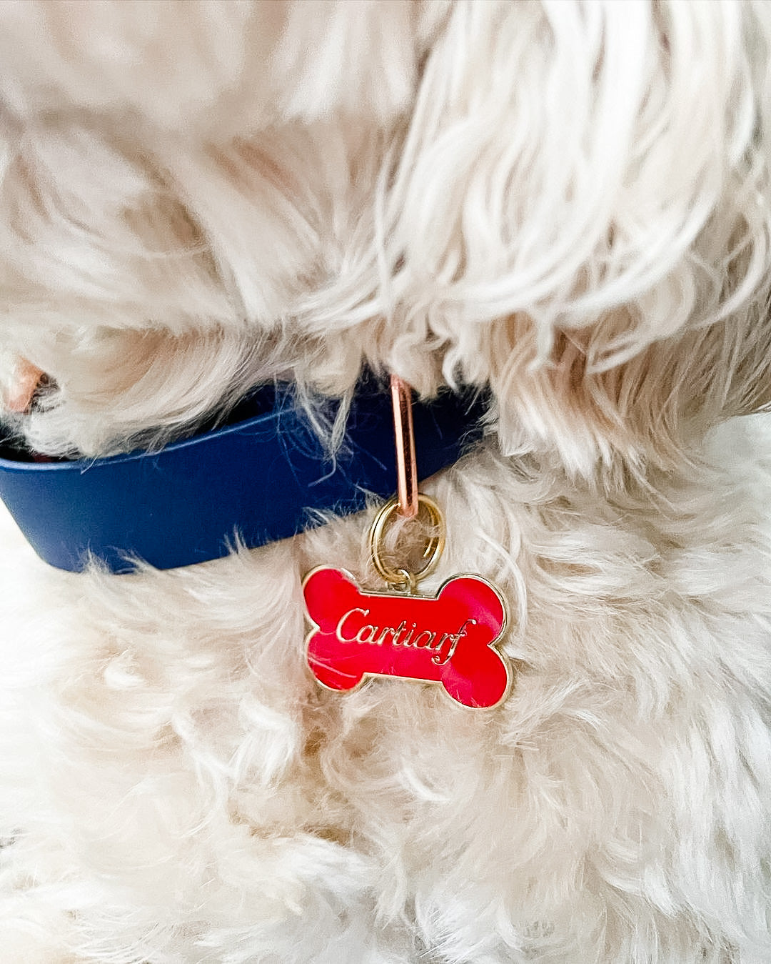 Cockapoo wearing designer brand luxury Cartier parody pet id collar dog cat tag