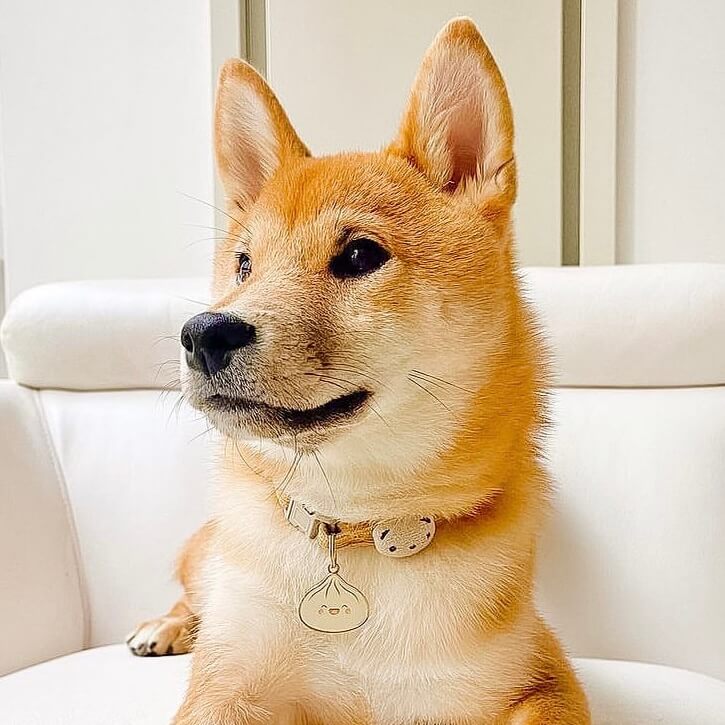 Shiba Inu wearing cute kawaii dumpling bao siopao dimsum dog cat pet ID tag
