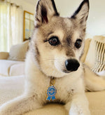 Load image into Gallery viewer, Alaskan Klee Kai AKK puppy wearing cute dog pet ID Goodest Boy Ribbon Award Tag
