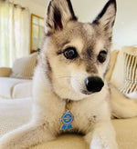 Load image into Gallery viewer, Alaskan Klee Kai AKK puppy wearing cute dog pet ID Goodest Boy Ribbon Award Tag
