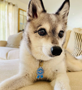Alaskan Klee Kai AKK puppy wearing cute dog pet ID Goodest Boy Ribbon Award Tag