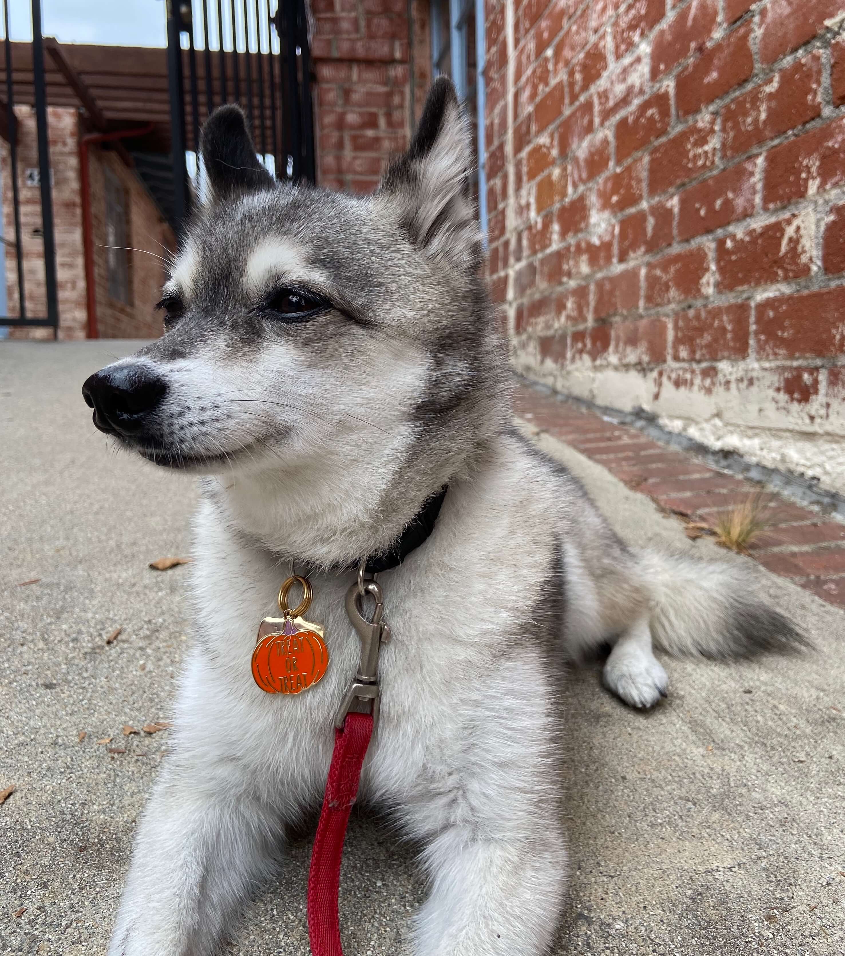 TREAT OR TREAT