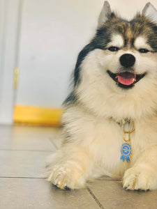 Cute Pomsky Wearing Goodest Boy Ribbon Award Pet Tag