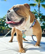 Load image into Gallery viewer, Tamagotchi Pet Tag Accessory worn by English Bulldog
