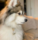 Load image into Gallery viewer, Pomsky Husky Dog Wearing Wanderlust Pet Tag

