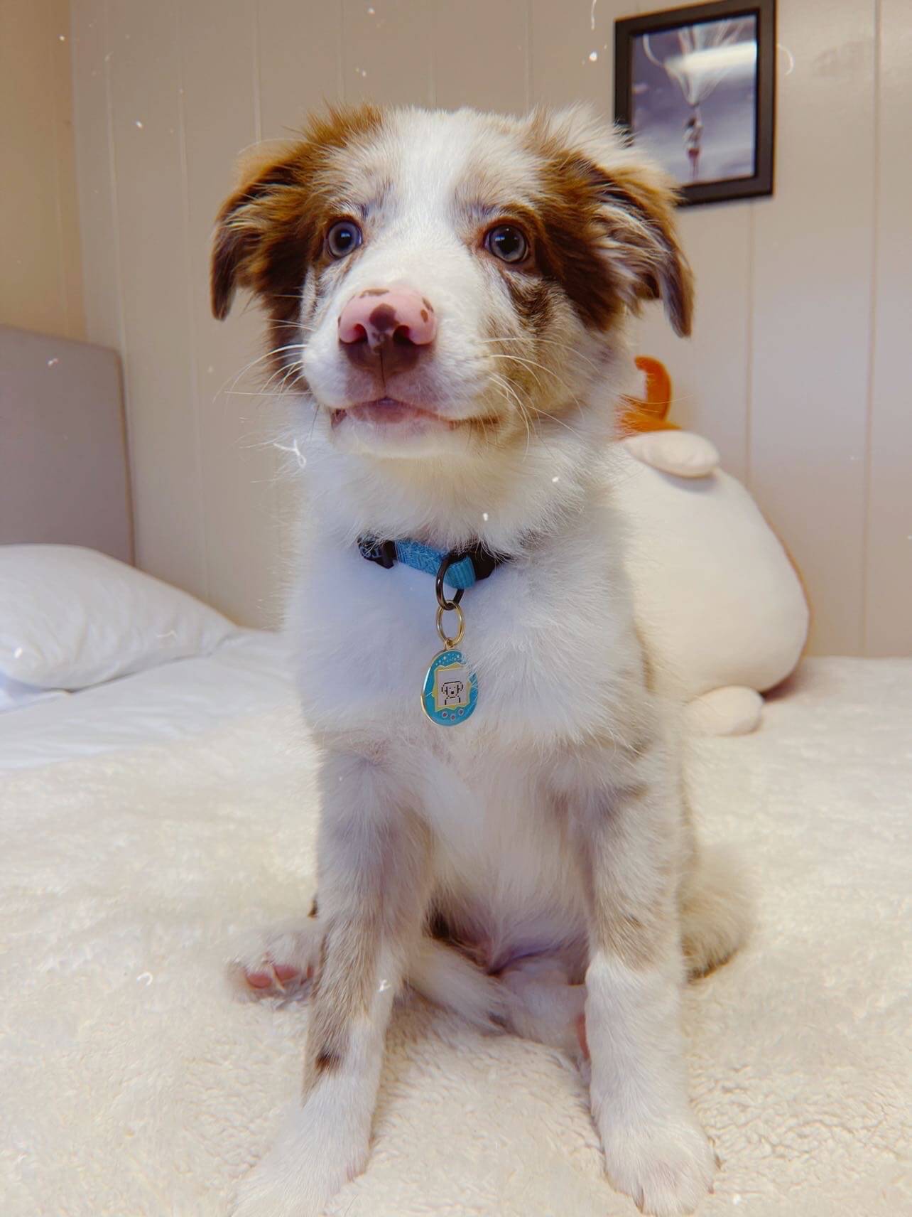 Cute Kawaii 90s Tamagotchi Virtual gigapet Enamel Collar Dog Cat Pet Tag accessory worn by red merle australian shepherd