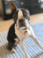 Load image into Gallery viewer, dog wearing Santa Hat Holiday Pet tag
