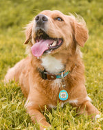 Load image into Gallery viewer, 90s nostalgia inspired Tamagotchi Virtual gigapet Enamel Collar Dog Cat Pet Tag accessory worn by mutt rescue
